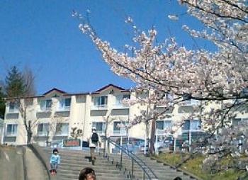  桜 ４月には敷地内の桜が出迎えてくれます。