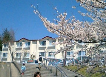  桜 ４月には敷地内の桜が出迎えてくれます。